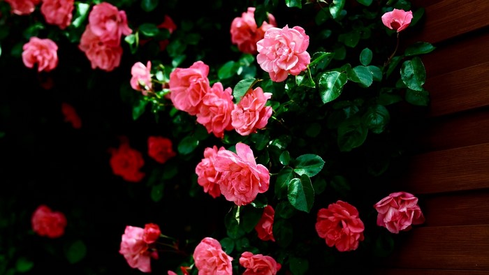 Pink roses on a dark background with wooden siding