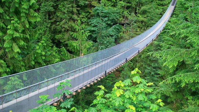 Suspension bridge over a forest