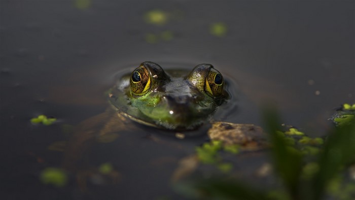 Frog peeking out of dark water