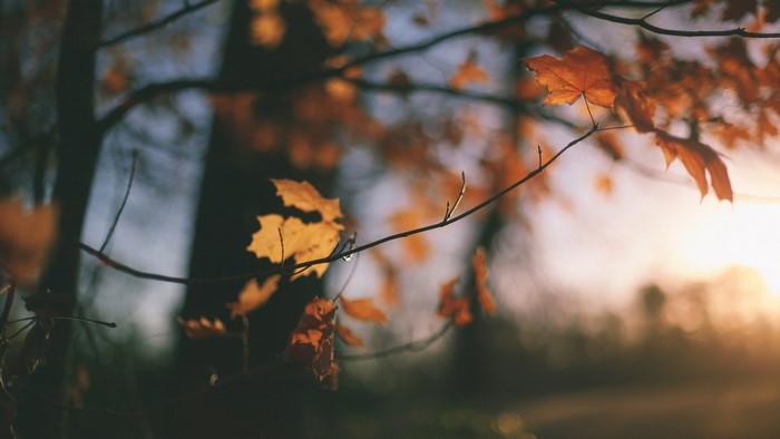 Autumn leaves on branches with sunset