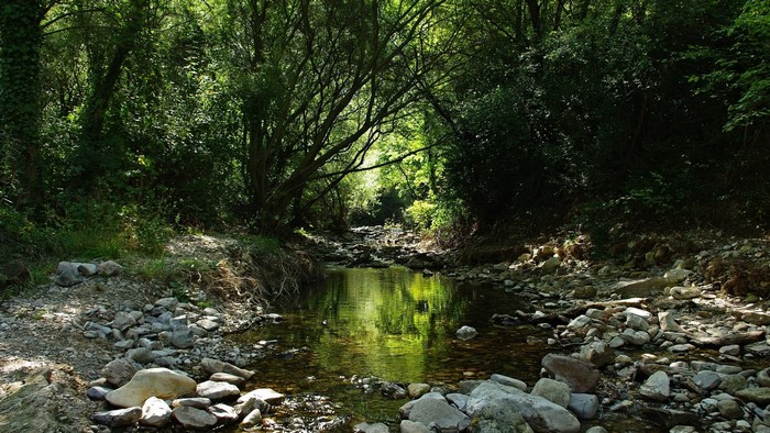 Stream flowing through a sunlit forest