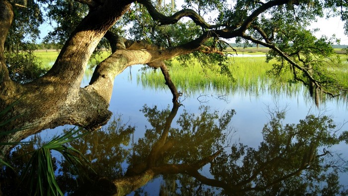 Tree branches over a calm lake with marsh grass