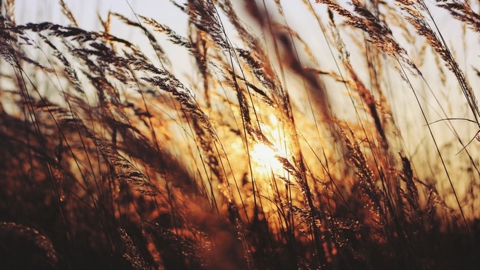 Close-up of dry grass stalks at sunset