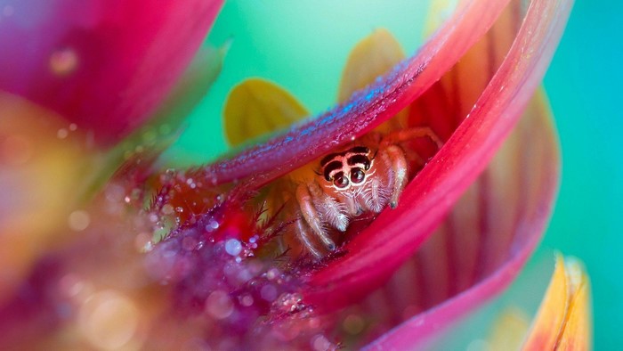 Spider in a flower