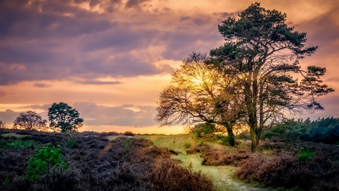 Path through heathland towards sunset