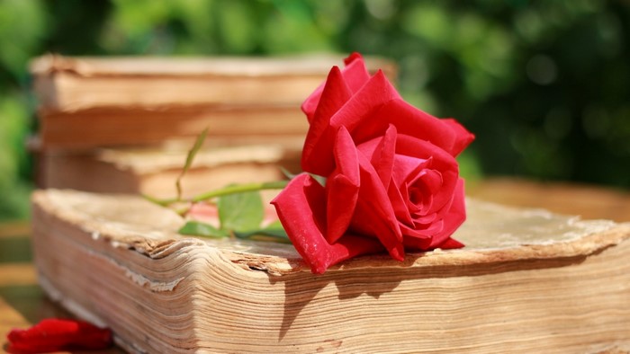 Red rose on old books