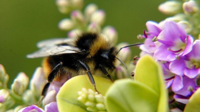 Bumblebee on purple flowers