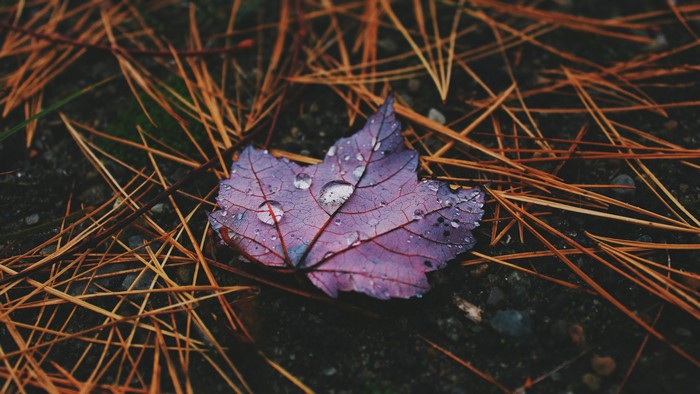 Purple leaf with water droplets on pine needles