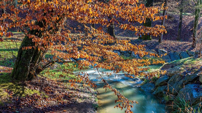 Tree with orange leaves by a stream in autumn