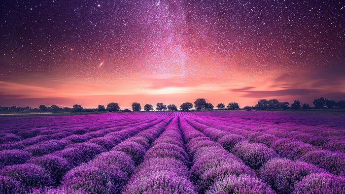 Starry sky over a lavender field