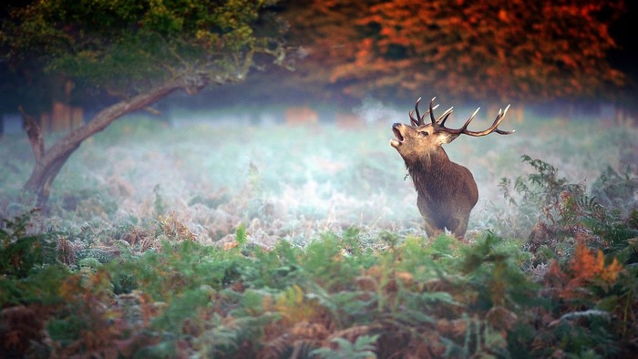 Roaring deer in a misty forest