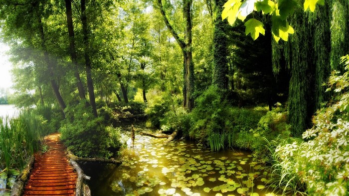 Wooden path through a sunlit forest with a pond