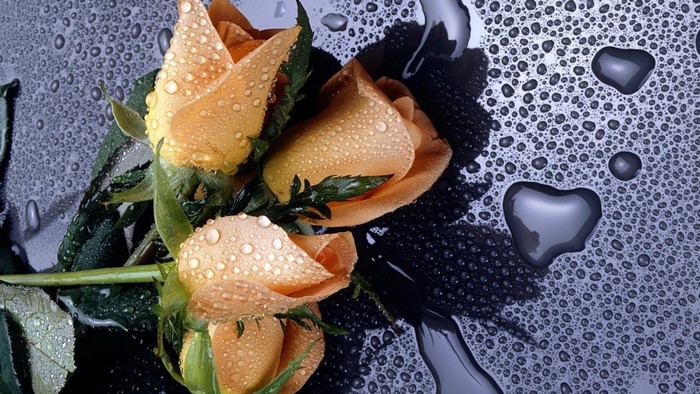 Three orange roses with water droplets