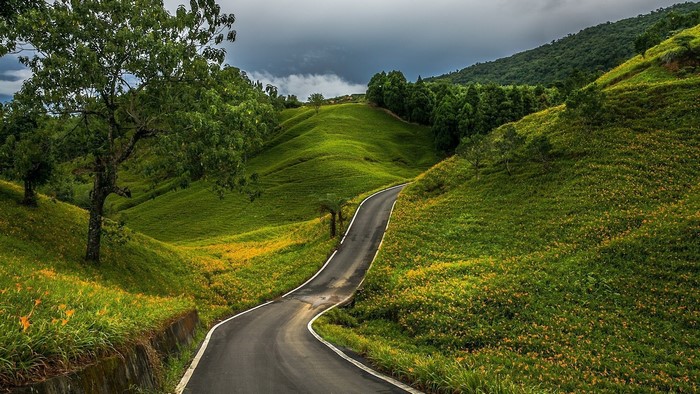 Road winding through green hills with yellow flowers
