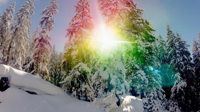 Sunlight shining through snow-covered trees