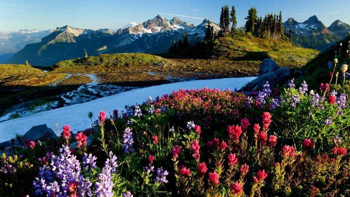 Wildflowers bloom in a mountain meadow with snow patches