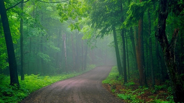 A road through a misty green forest
