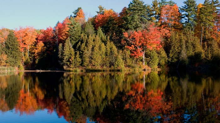 Autumn trees reflected in a calm lake