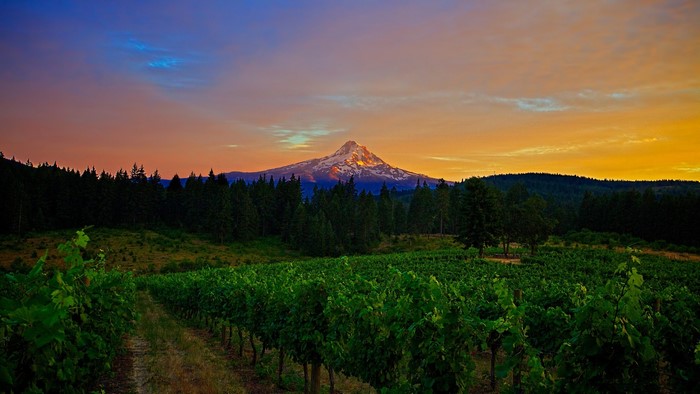 Mount Hood over vineyard at sunset