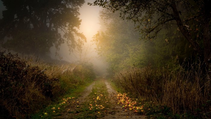 Apples on a foggy forest path