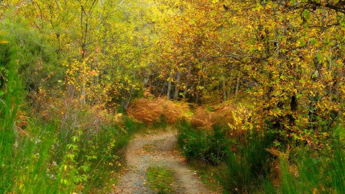 Autumn trail through a forest with yellow leaves