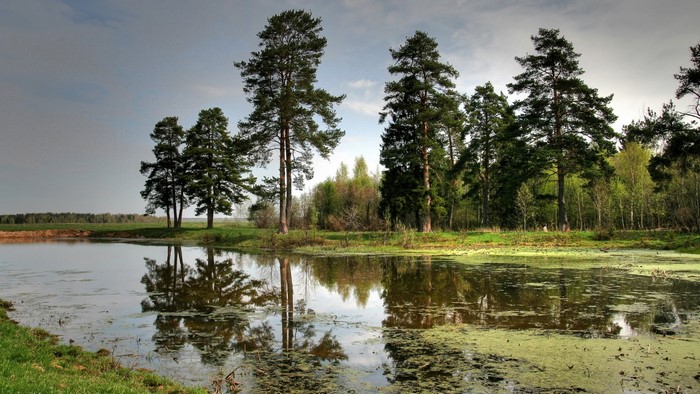 Forest lake with tall pine trees and reflections