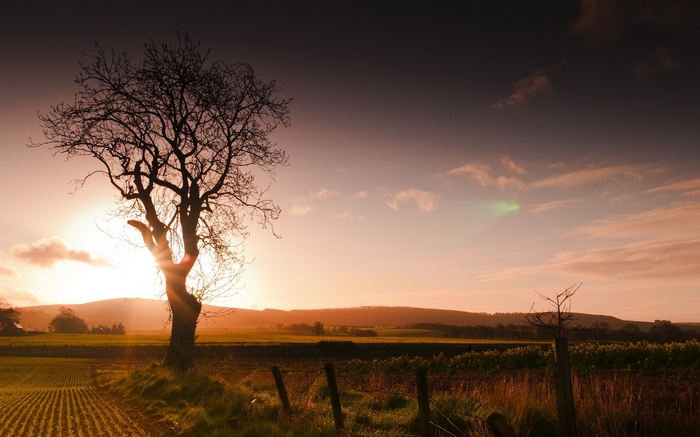 Silhouette of a bare tree against a sunset sky