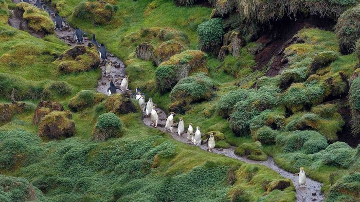 Penguins walking on a grassy path at Cape Le Grand National Park