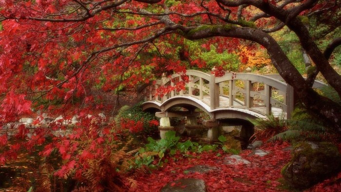 Wooden bridge surrounded by red maple leaves in autumn