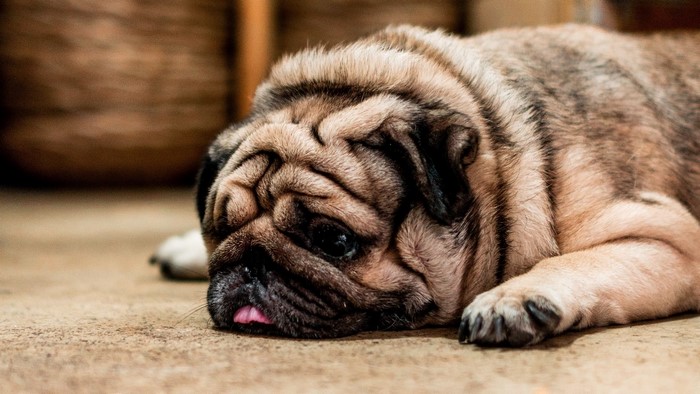Pug lying down with tongue out