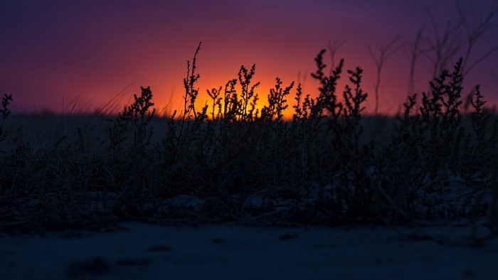 Sunset over a field with silhouetted plants