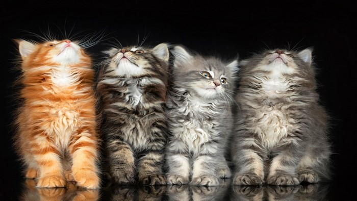 Four Fluffy Kittens Looking Up