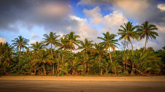 4K Palm trees on a beach