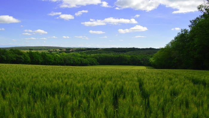 Green field with trees and blue sky