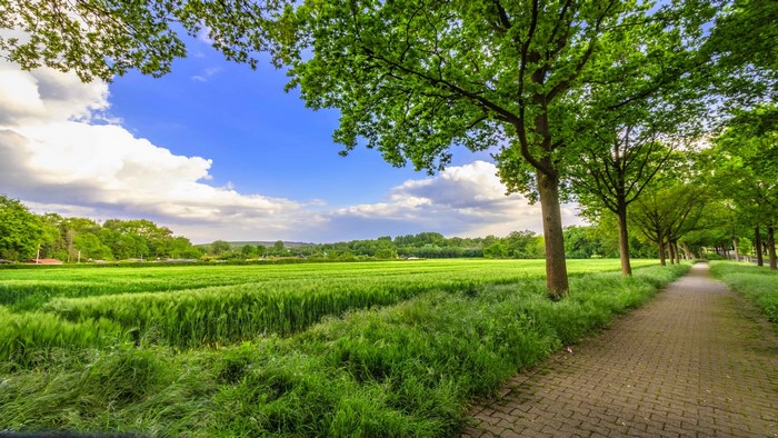 Green field and trees under blue sky