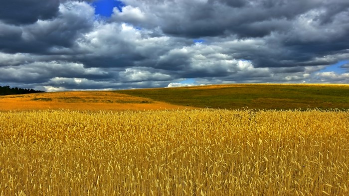 Wheat Field Under Stormy Sky