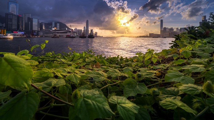 Sunset over Hong Kong harbor with foreground foliage