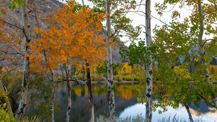 Autumn Aspen Trees Reflecting in a Lake