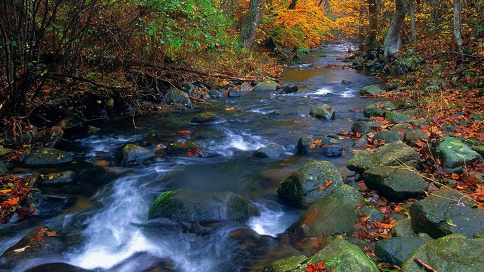 River flowing over stones in autumn forest