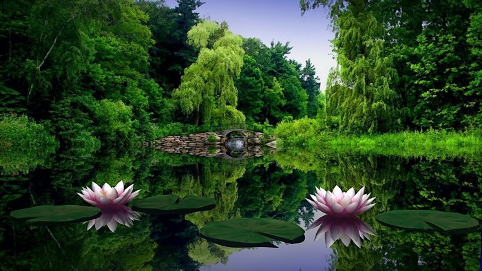 Water lilies bloom in a tranquil pond with a stone bridge