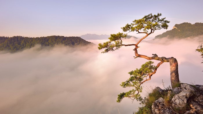 Lonely crooked pine tree on a cliff edge above fog