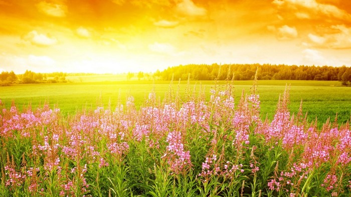 Field of pink flowers at sunset