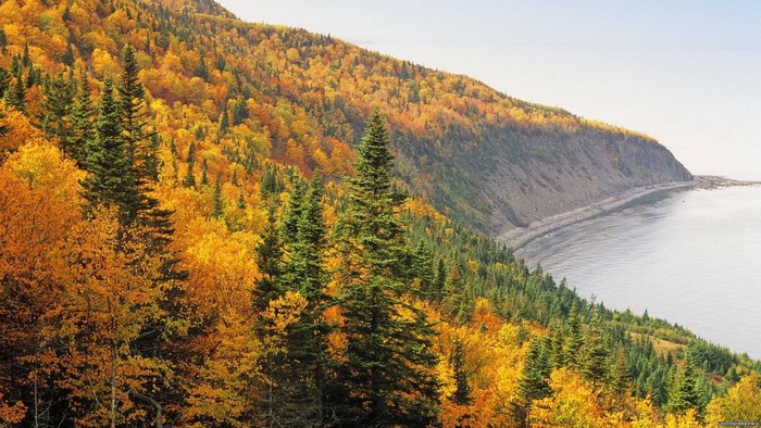Autumn forest on a hill overlooking the sea