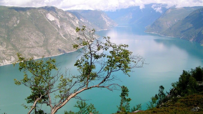Mountainous Fjord with Tree in Foreground
