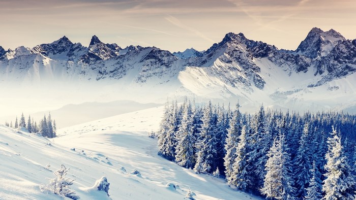 Snowy mountain peaks with pine trees