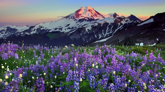 Field of Lupins with Snow-Capped Mountains