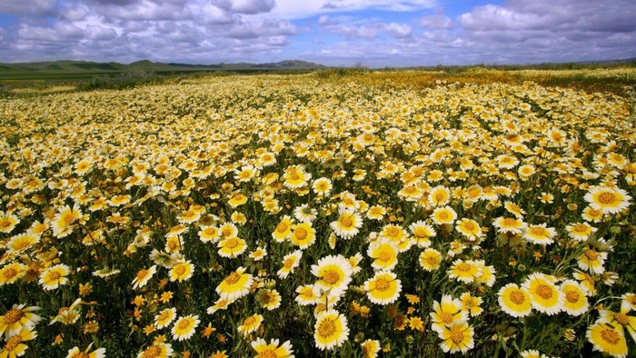 Field of yellow and white daisies under a cloudy sky