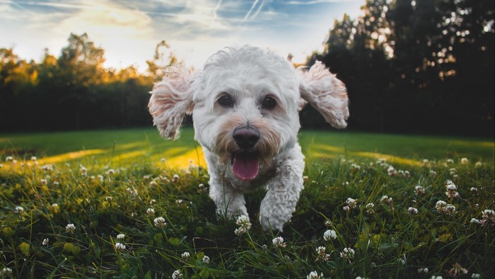 Shaggy dog running in a grassy field at sunset
