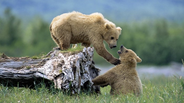 Two brown bear cubs playing on a log
