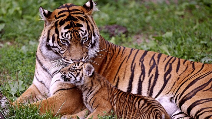 Tiger mother and cub resting in grass